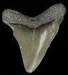 Juvenile Megalodon Tooth #69315-1